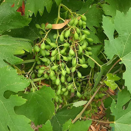 Sarko דירה *