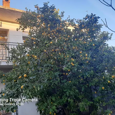 Sarko * Zadar